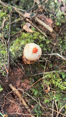 Calostoma