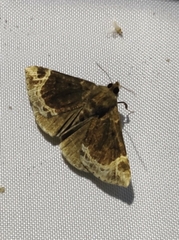 Hypena