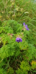 Geranium pratense