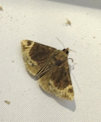 Hypena