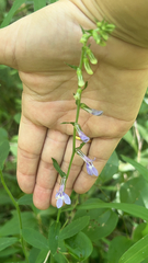 Lobelia puberula
