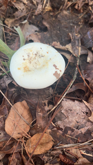 Lactifluus piperatus