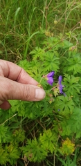 Geranium pratense