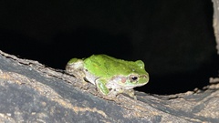 Hyla japonica