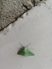 Thetidia smaragdaria