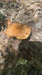 Suillus spraguei