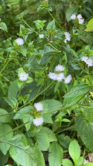 Elephantopus carolinianus