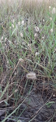 Setaria parviflora