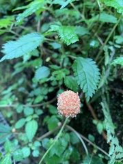 Lecanthus peduncularis
