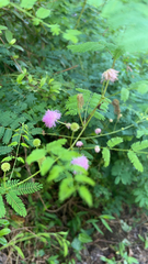 Mimosa microphylla