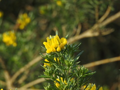 Genista linifolia