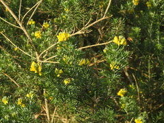Genista linifolia