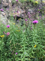 Cirsium serratuloides