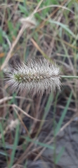 Setaria parviflora