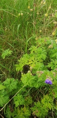 Geranium pratense