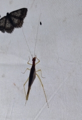Neoxabea bipunctata