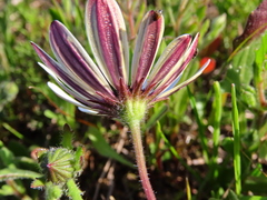 Dimorphotheca pluvialis