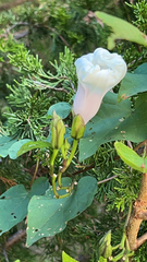 Ipomoea pandurata
