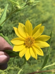 Helianthus giganteus