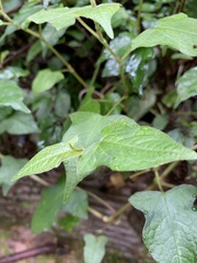 Persicaria biconvexa