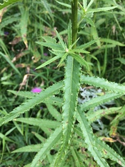 Cirsium serratuloides