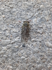 Neotibicen canicularis