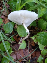 Leucocoprinus cepistipes