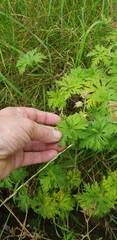 Geranium pratense