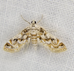 Parapoynx diminutalis