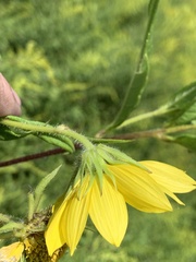 Helianthus giganteus