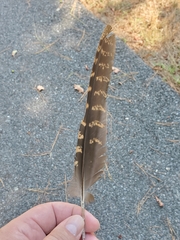 Antrostomus carolinensis