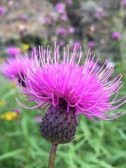 Cirsium serratuloides