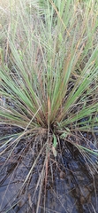 Eragrostis elliottii