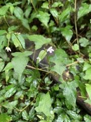 Persicaria biconvexa