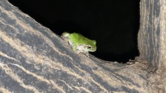 Hyla japonica
