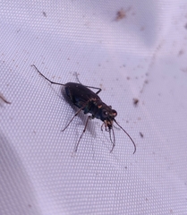 Cicindela punctulata