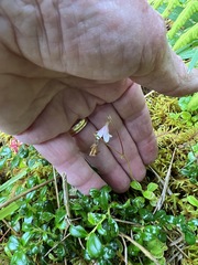 Linnaea borealis