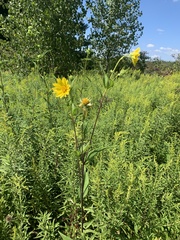 Helianthus giganteus