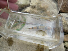 Etheostoma blennius