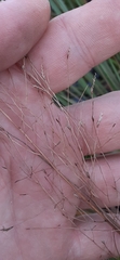 Eragrostis elliottii