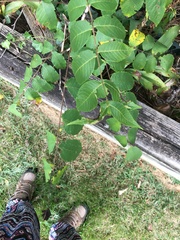 Juglans