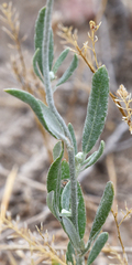 Eriogonum annuum