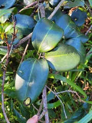 Clematis crassifolia