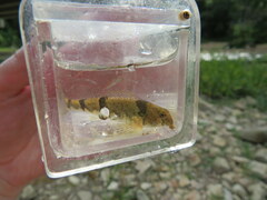Etheostoma blennius