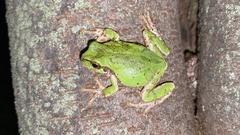 Hyla japonica