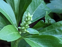 Pachysandra terminalis