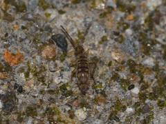 Entomobryomorpha
