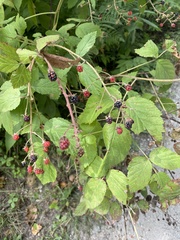 Rubus allegheniensis