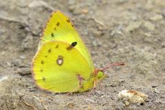 Colias hyale