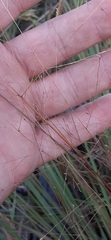 Eragrostis elliottii